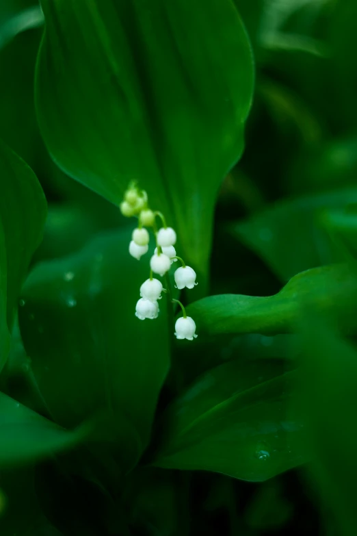 the white flowers are blooming from the petals