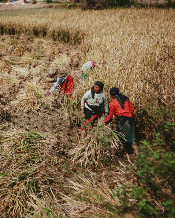 group of people standing in tall grass with backpacks on