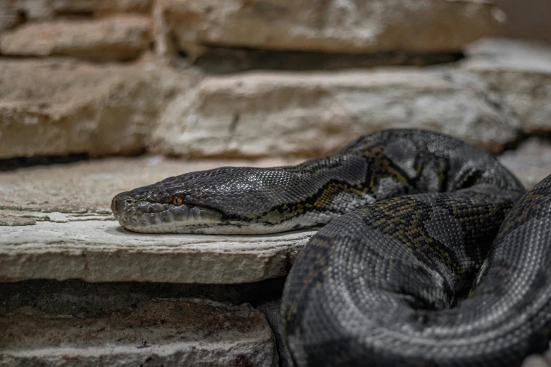 the large snake is on top of some steps