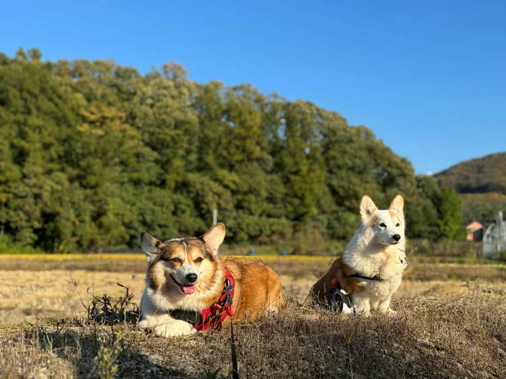 two dogs sit side by side in a field