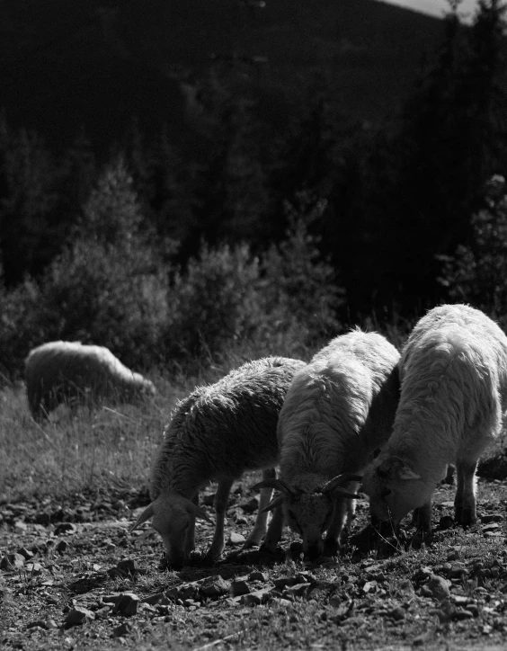 several sheep in a pasture grazing on grass