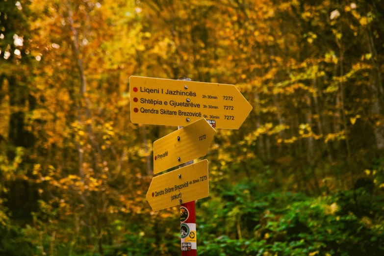 two wooden signs giving directions in an autumn forest