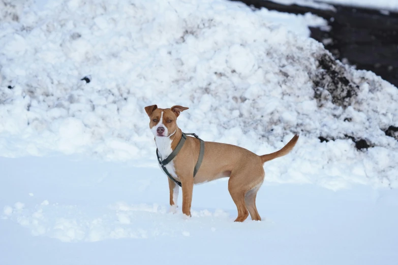 brown and white dog with harness standing in snow