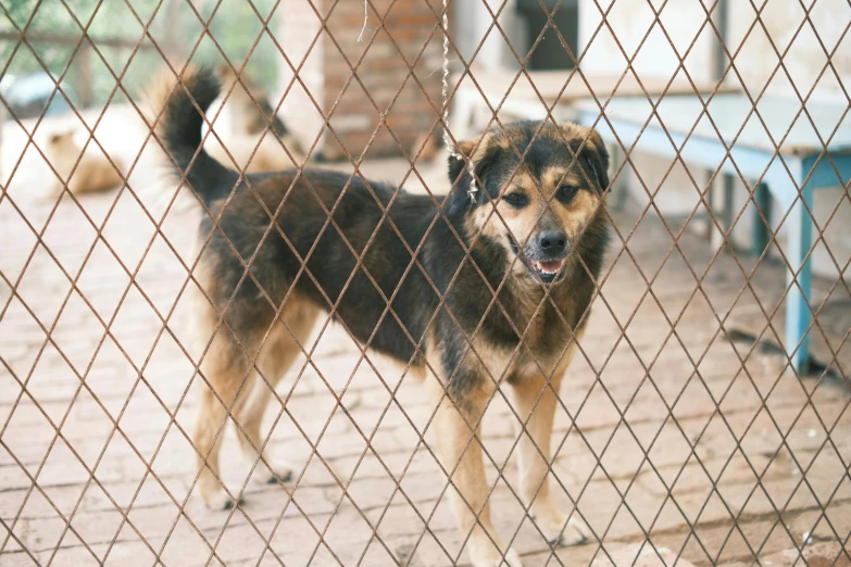 a dog standing behind a chain link fence