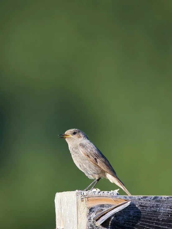 a small bird perched on top of a wooden ledge