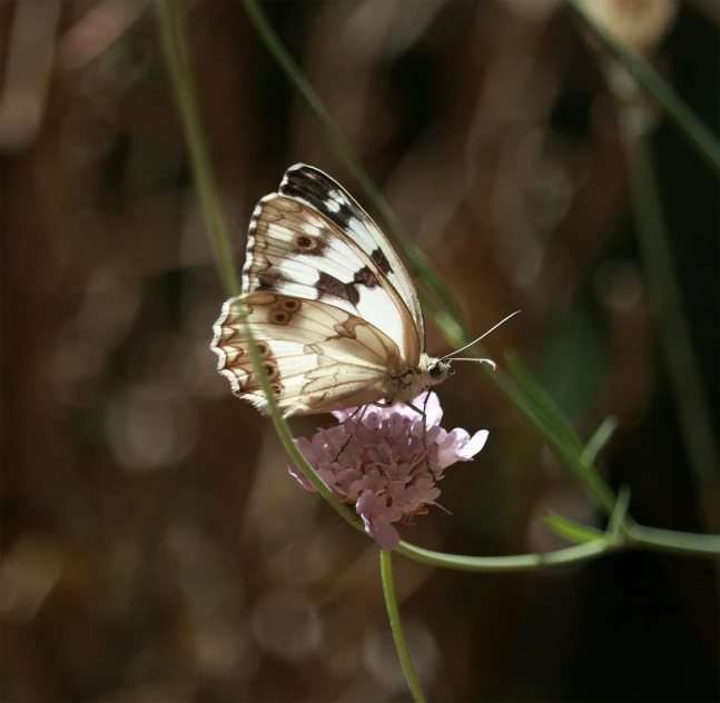 a erfly resting on a flower outside