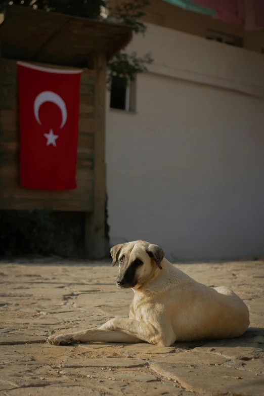 a white dog laying on top of a sidewalk