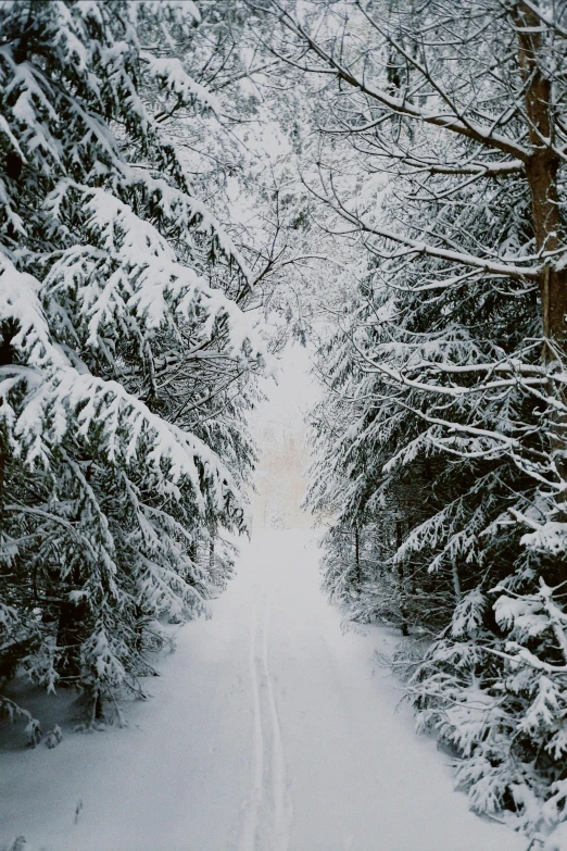 two narrow roads are surrounded by snow covered trees