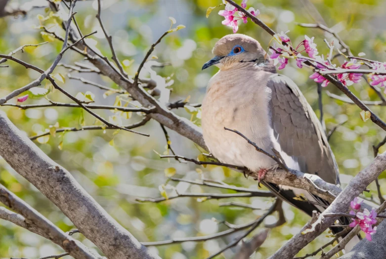 the small bird is perched on a nch