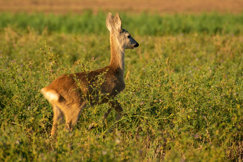 a young fawn standing in the grass