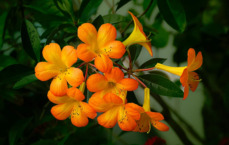 a bunch of orange flowers growing from green leaves