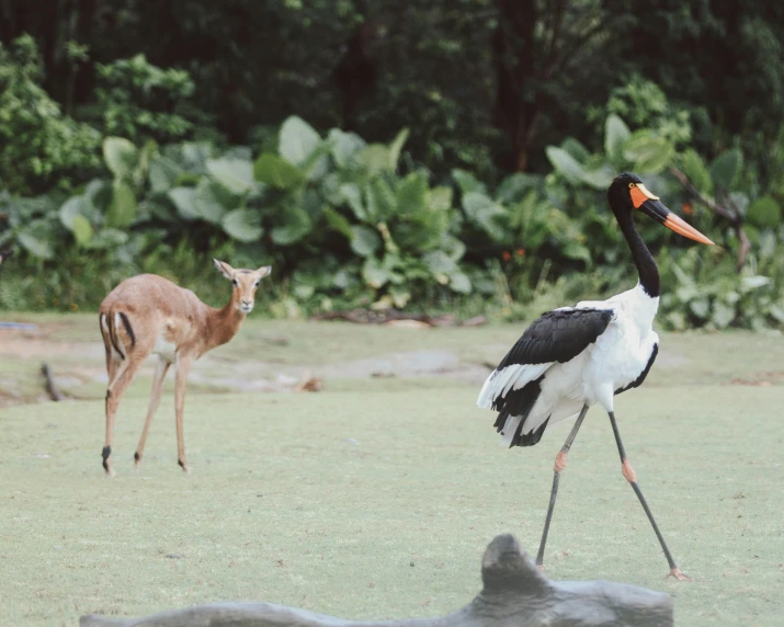 two birds are standing in the grass near a deer