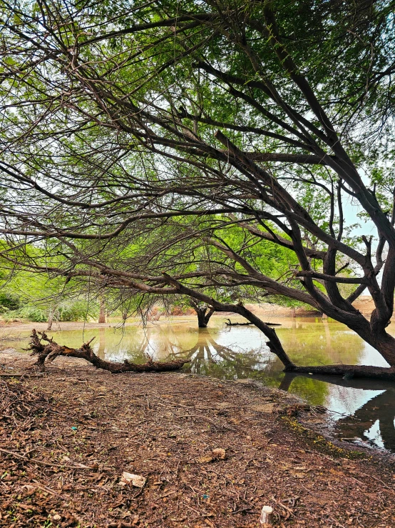 a lone giraffe resting on a tree nch by the river