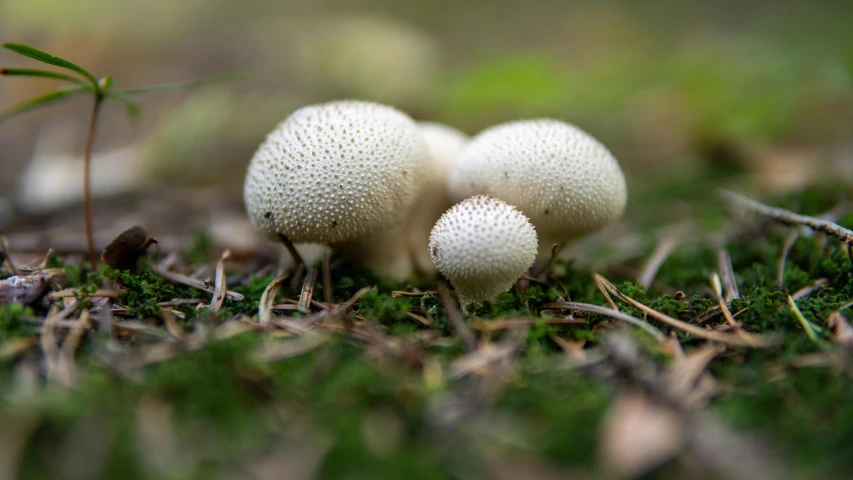 three mushrooms are in a grassy area next to grass