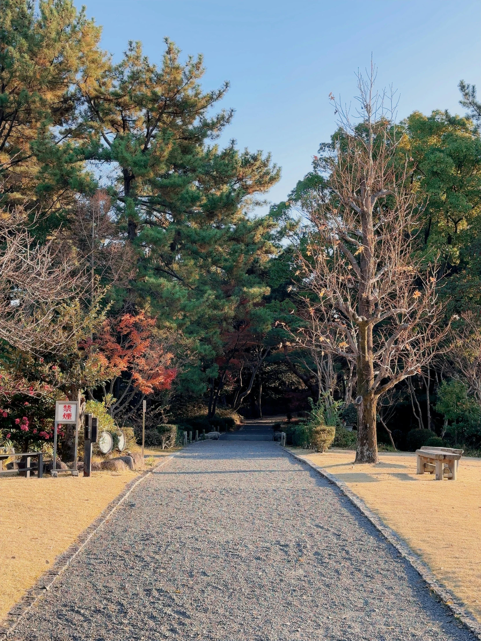 an empty park pathway that goes through many trees