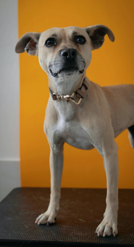 a dog standing on a surface looking at the camera