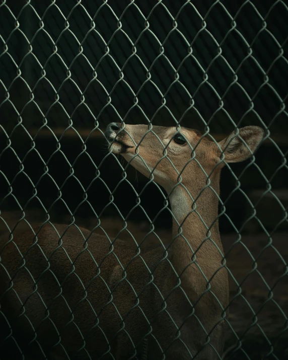 a deer looks through a chain link fence