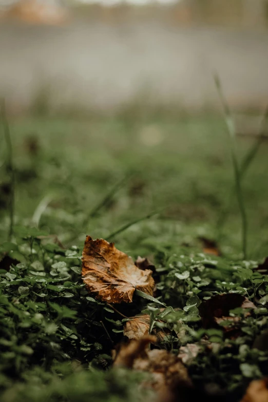 leaf laying on the ground in a field