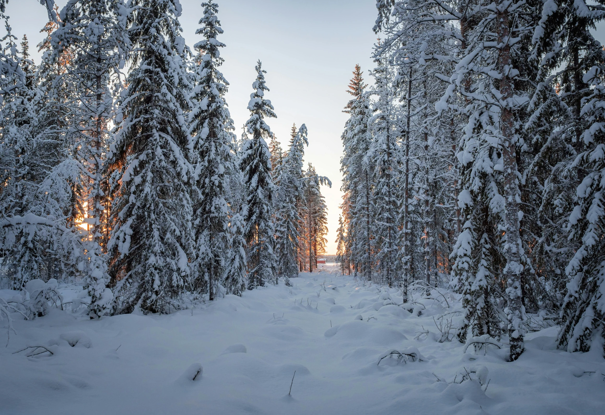 snow covered pine trees and snow road at sunset