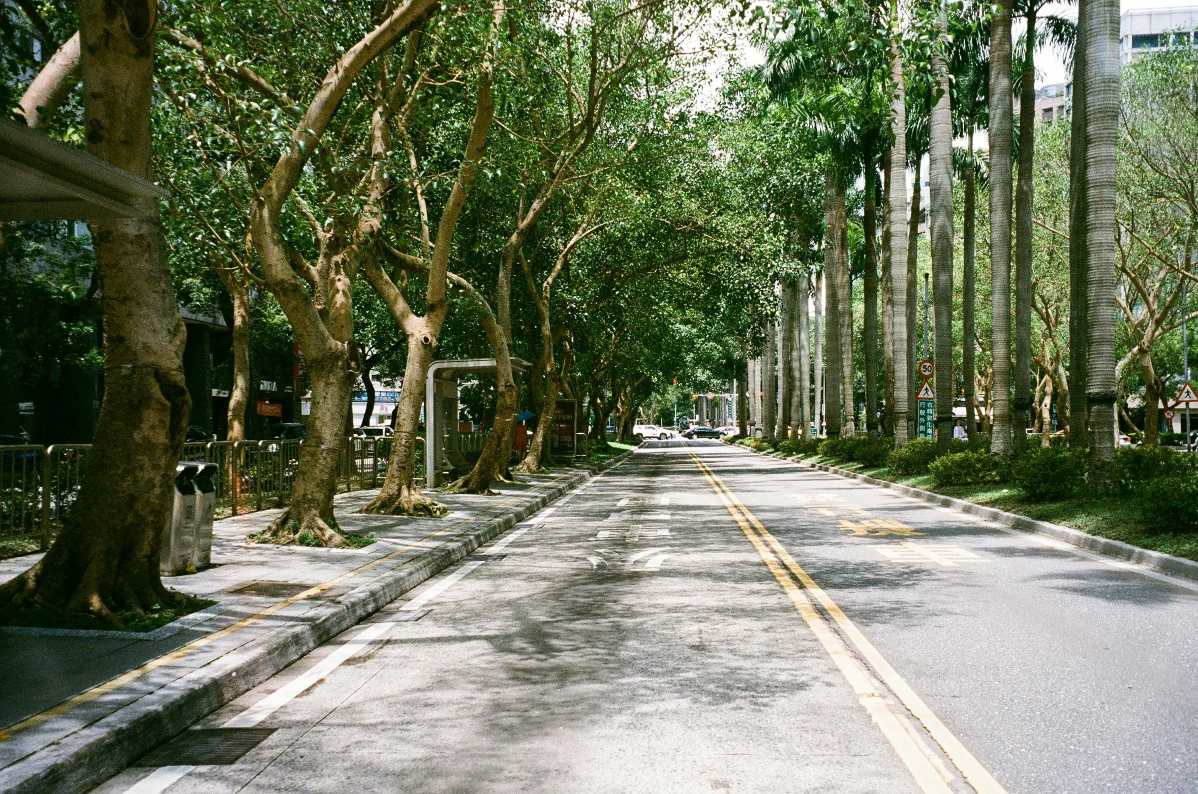 a row of trees that are next to the street