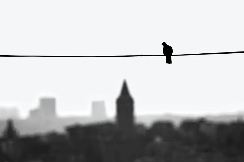 a crow sitting on a power line in front of a skyline