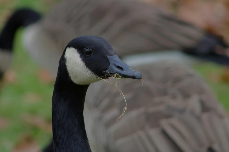 a black duck with a green stem in its beak