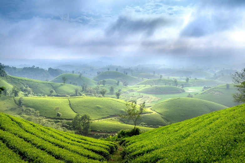 lush green tea bushes with clouds in the background