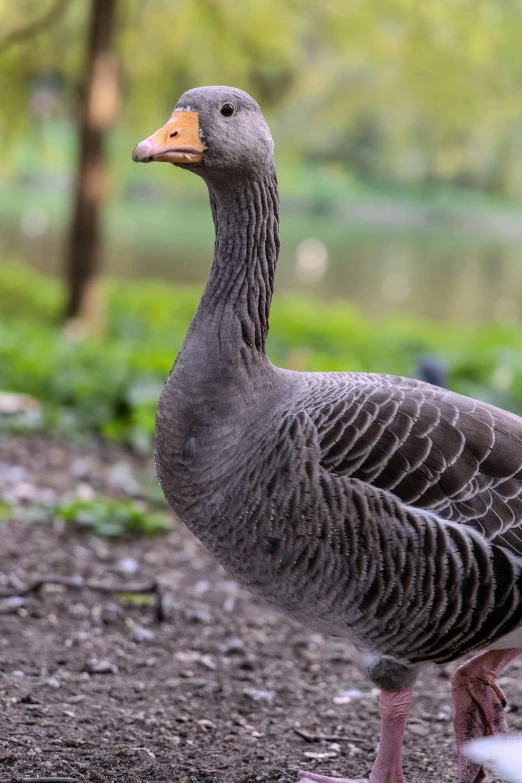 a gray goose with orange beak walking on the grass