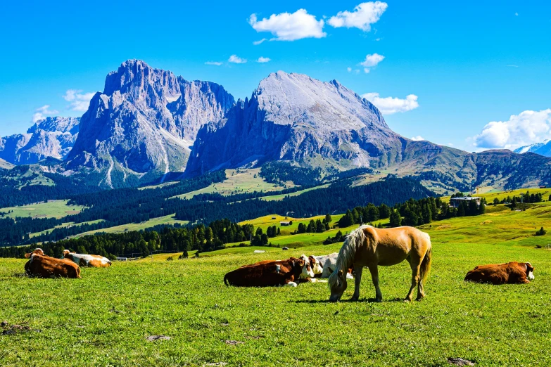 cows laying in a meadow in front of mountains