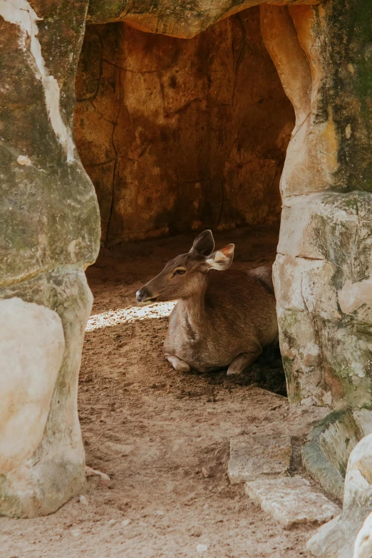 a sheep is laying down in a cave