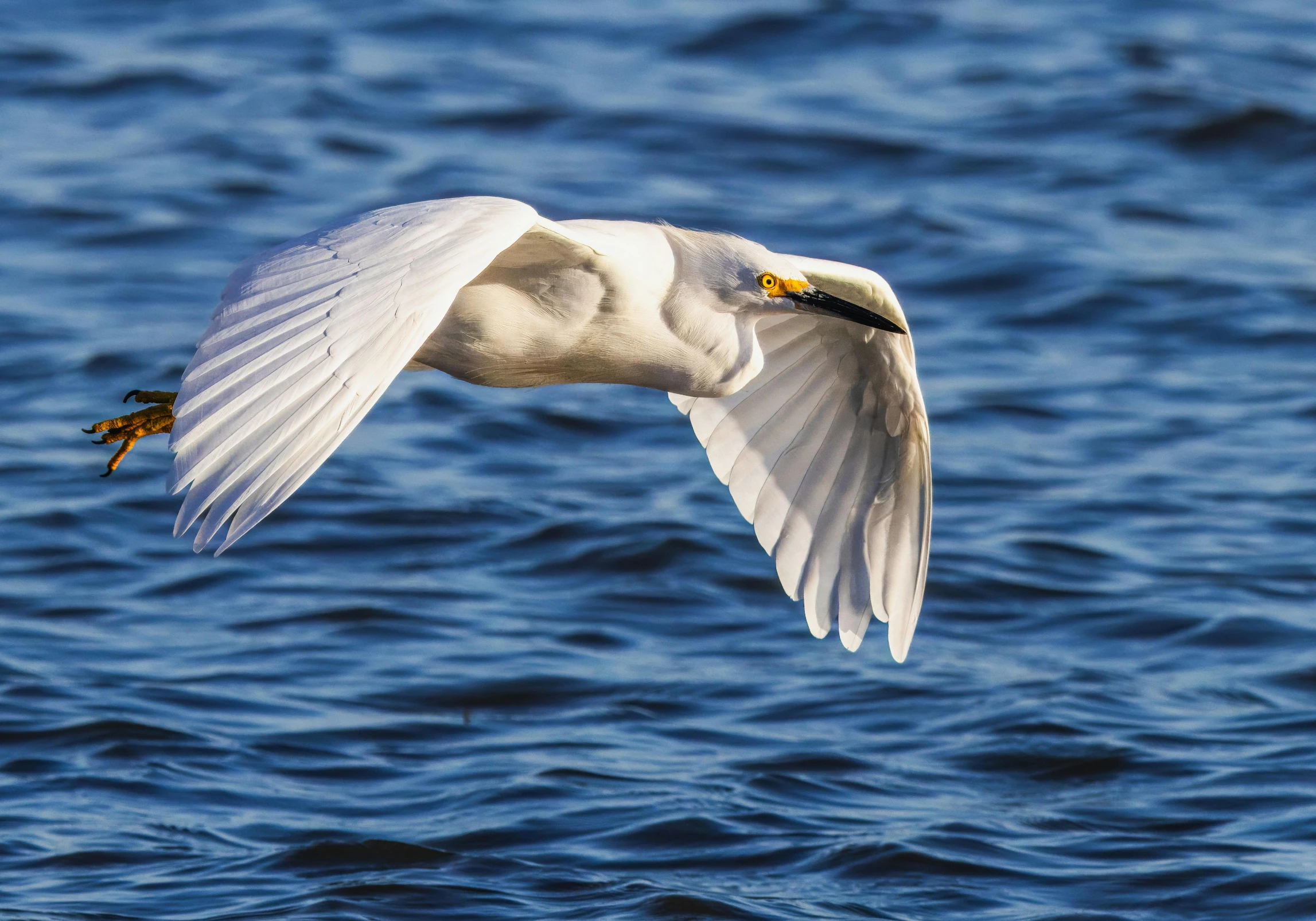 white swan flying over some blue water