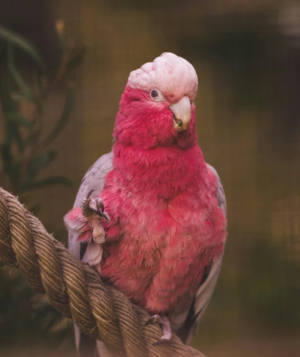 a bird sitting on a rope looking directly into the camera