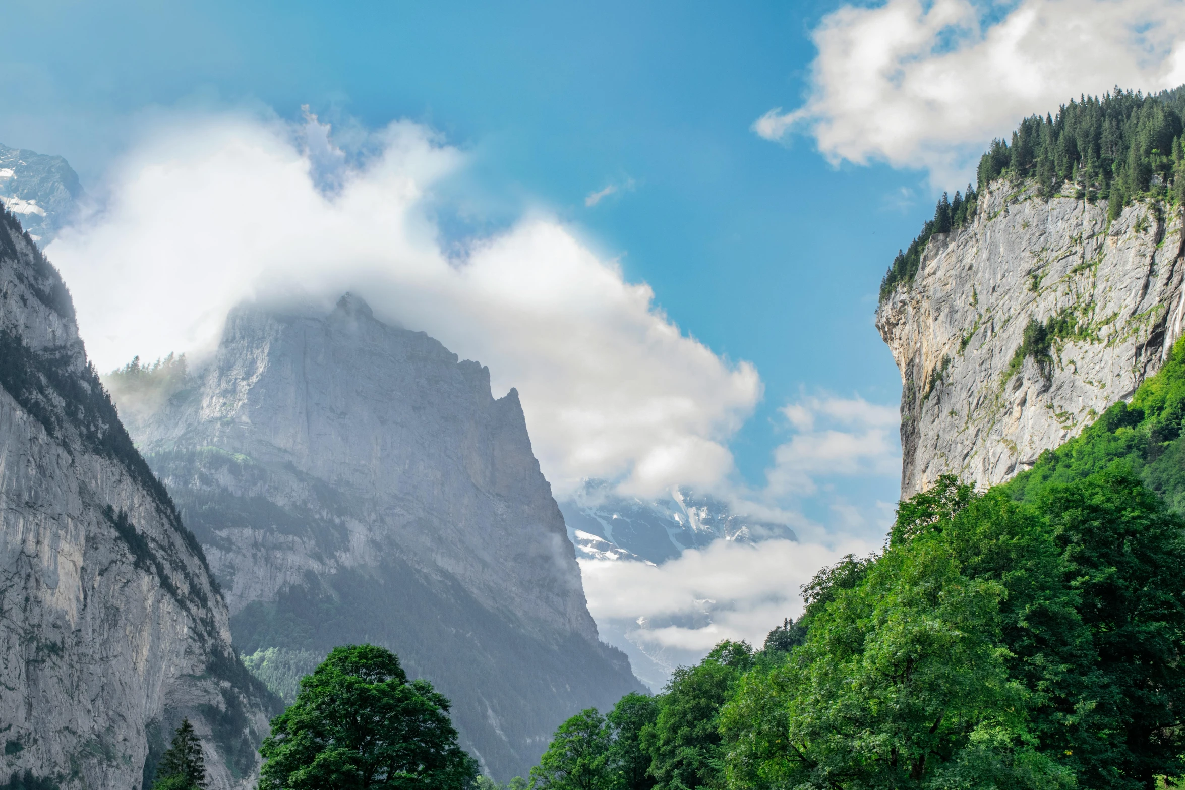 trees in the valley with mountains in the background