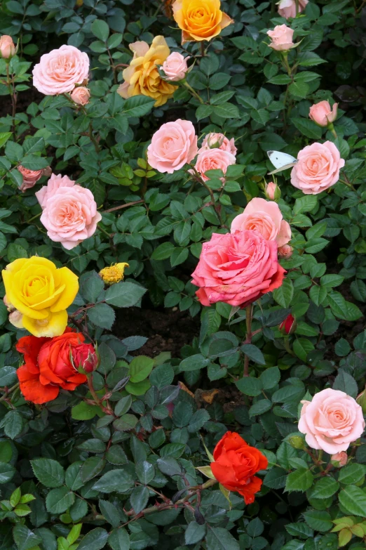 a group of pink and yellow roses on top of green foliage