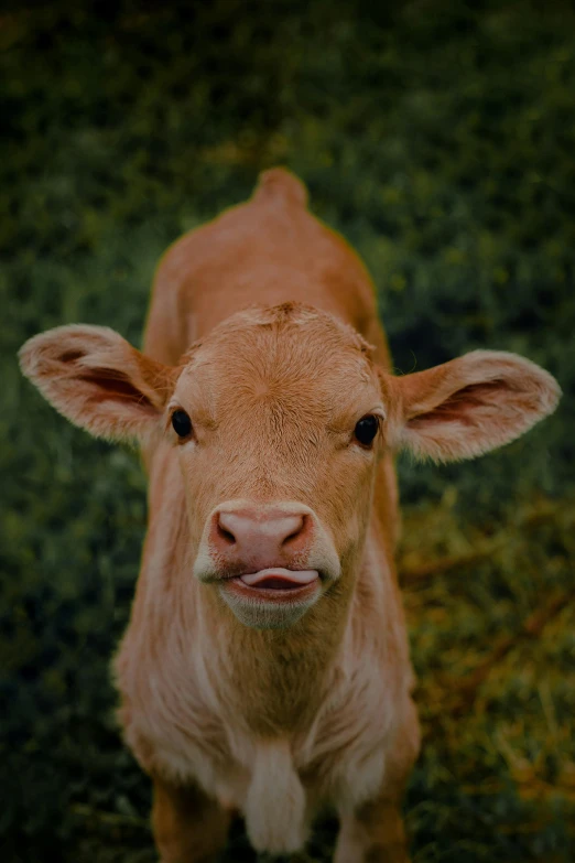 an orange cow standing on top of green grass