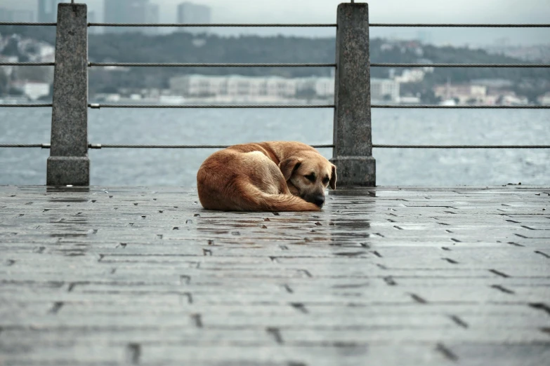 a dog sleeping on the side of a street next to a fence