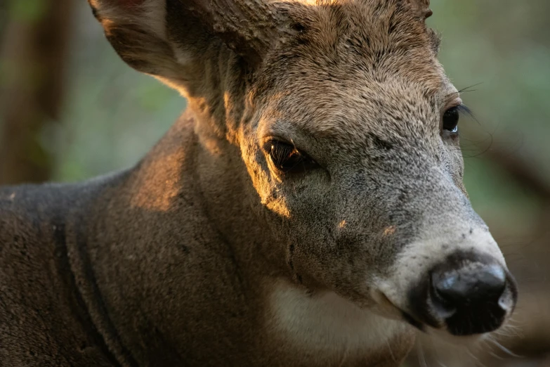 a close up of a deer's face looking at the camera