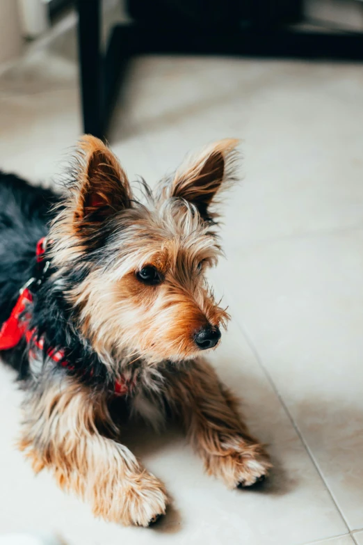 a brown and black dog standing on a tile floor