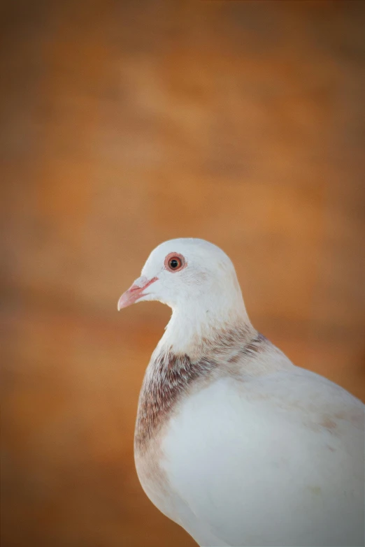 a white bird with a long beak sits on top of the sand