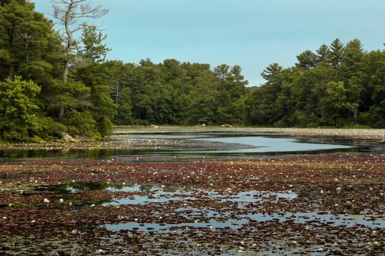 a lake with a lot of water plants in the middle