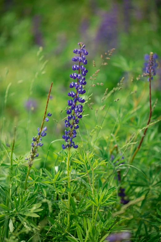 some purple flowers in the green grass