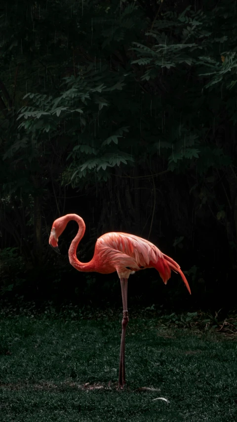 an animal with a long neck is standing on grass