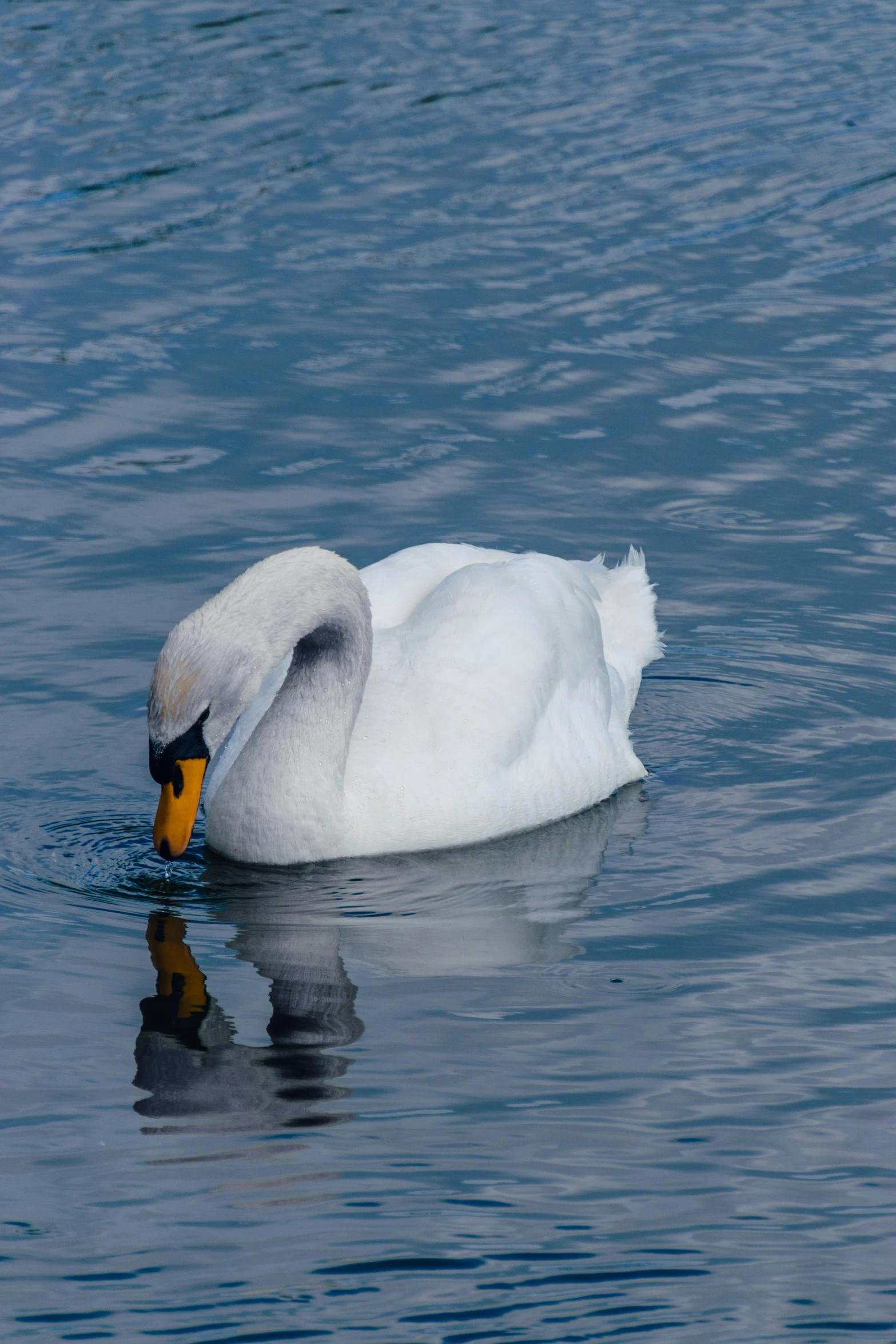 a large swan is floating across the water