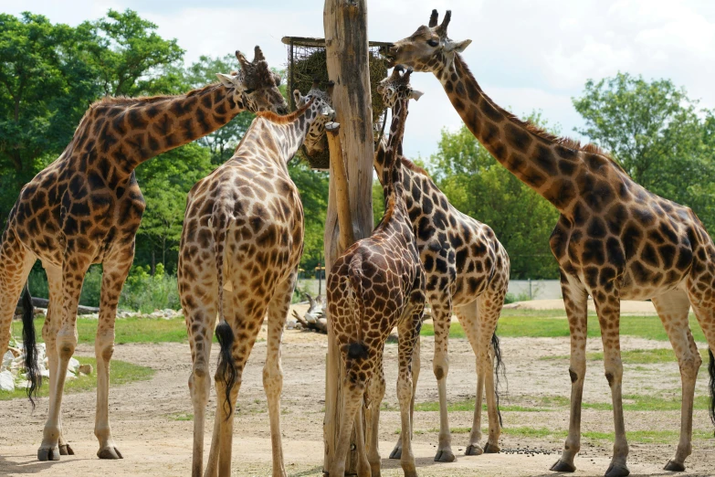 five giraffes are standing near a pole eating