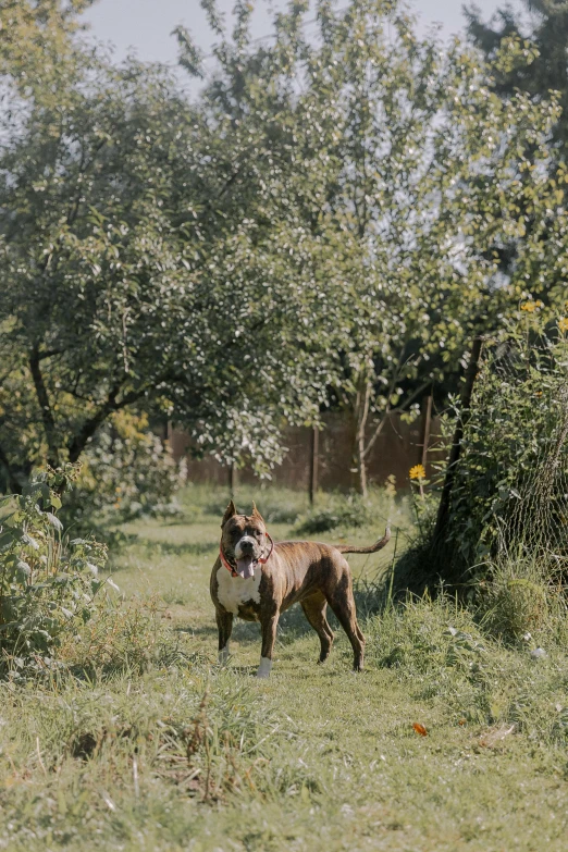 a brown dog standing in a lush green park