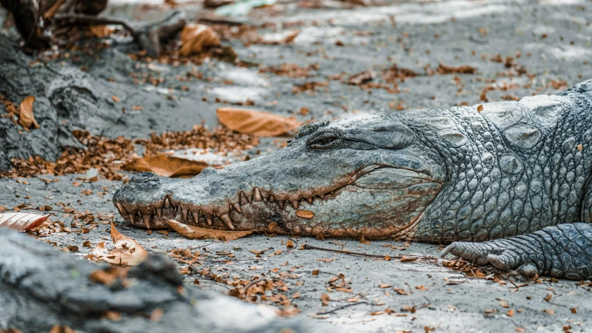 an alligator that is laying down on the ground