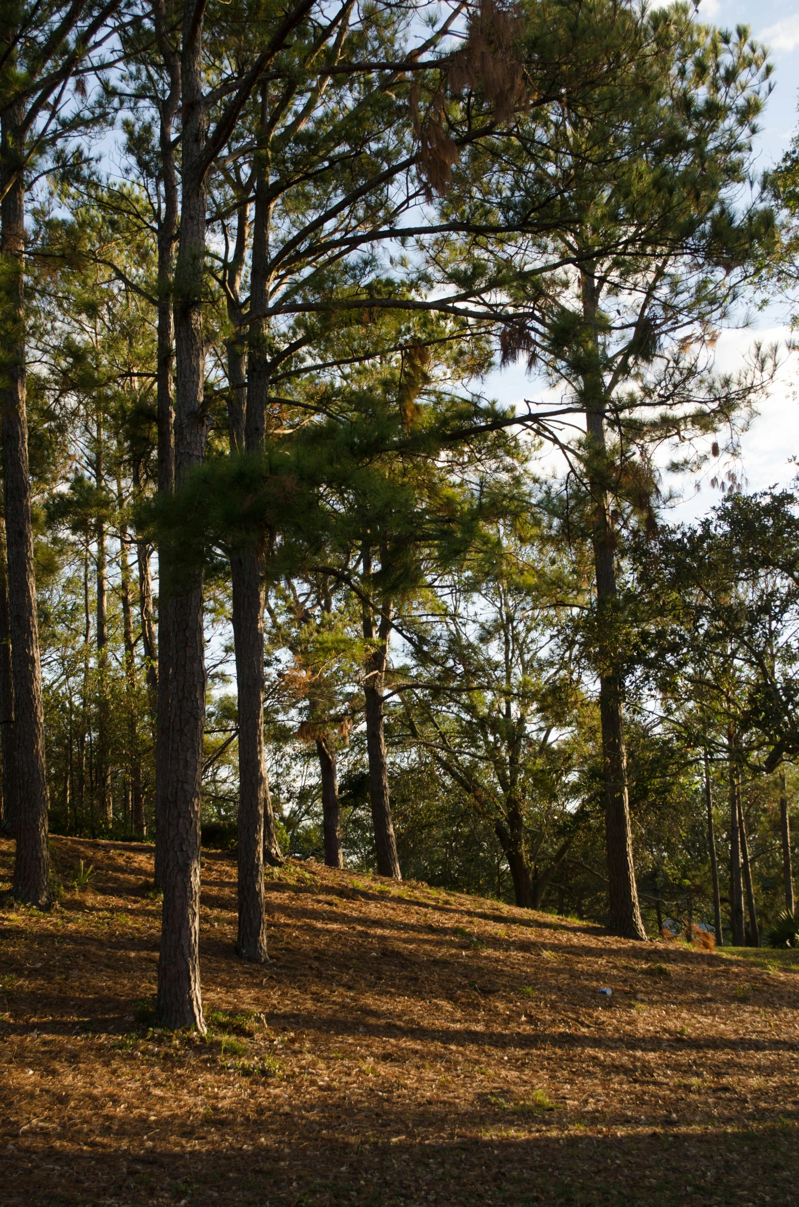 several trees that are on top of a hill