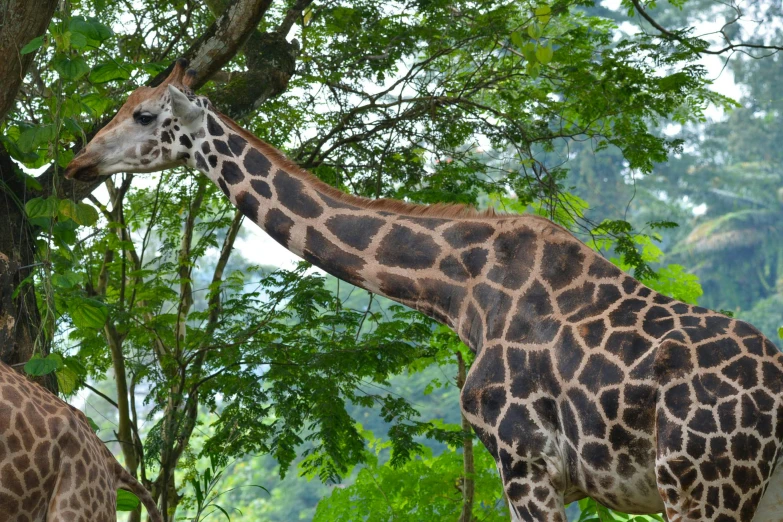 giraffes in the green bushes, grazing on the tree leaves