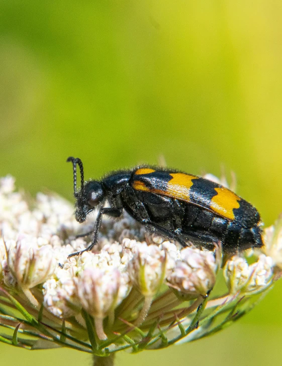 the orange and black beetle is standing on top of the white flower