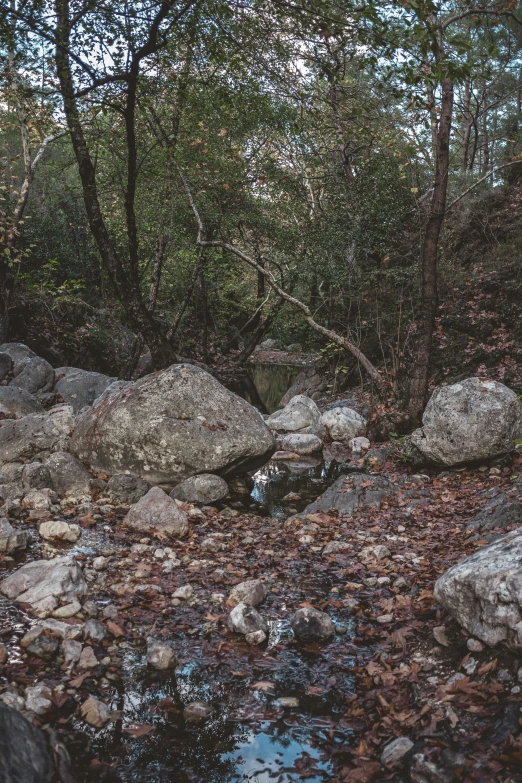 the reflection of the bear is in a dle on some rocks